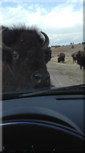 bison endearment