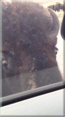 peeping bison