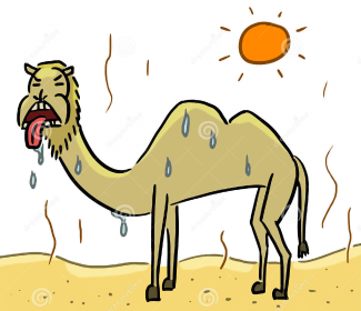 exhausted camel