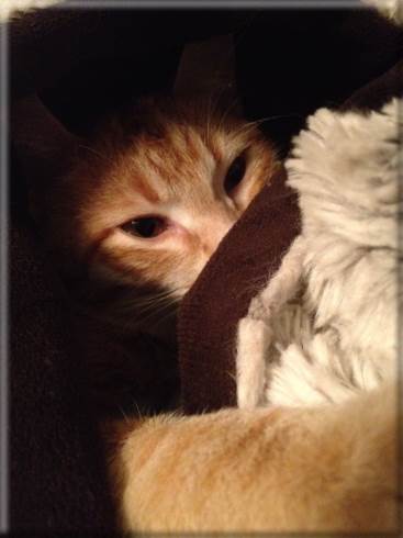 Georgie Ewok. He likes blankets.