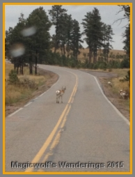 Herd of pronghorn, milling by the road.
