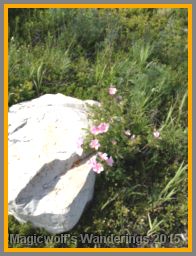 Cheerful wildflowers.