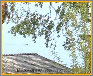 To give you an idea of how far out this guy swam: There's a little black blip between the trees and the roofline in the mid-left of this picture. That's Mr. Bear, paddling madly away!