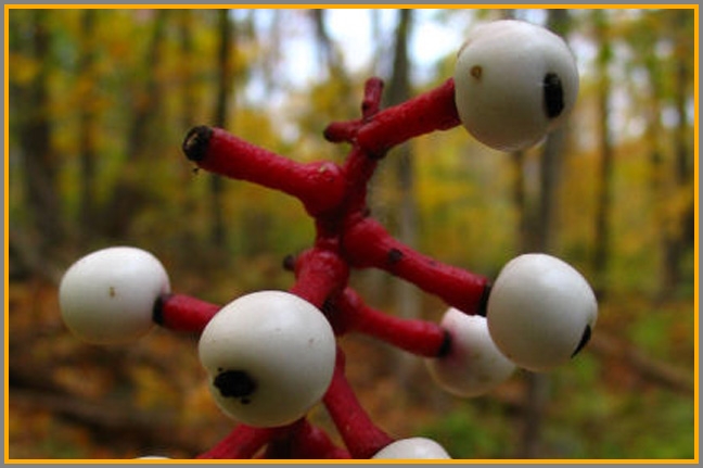 Eyeballs, anyone? These are actually white baneberries.