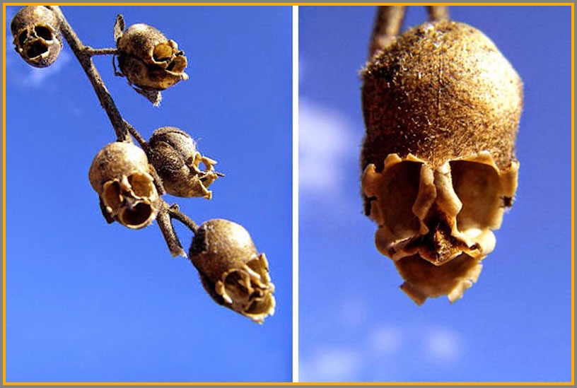 With Halloween approaching, we'll start it off with these snapdragon seeds, which look eerily like human skulls. 