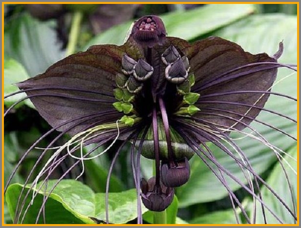 Here's a block bat orchid.