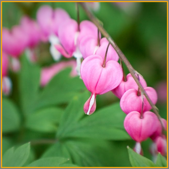 Bleeding heart impatiens.