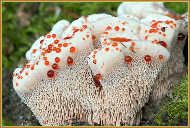 For more halloween fun, here's a bleeding tooth fungus. Yes, it's real!