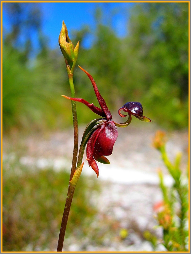 An incredible duck-orchid...