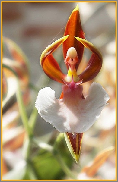 A dancing ballerina orchid.