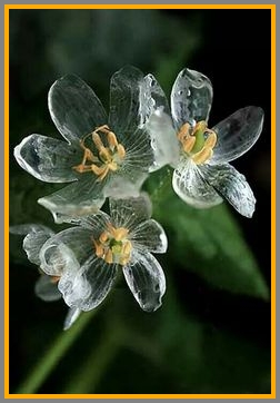 Here we have flowers that actually turn transparent when wet!
