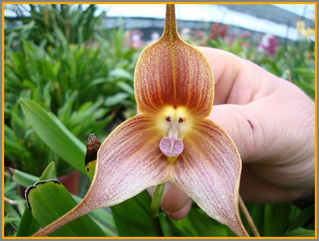 Here's another monkey-faced orchid.
