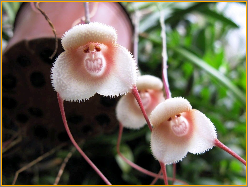 One of several varieties of monkey-face orchids.