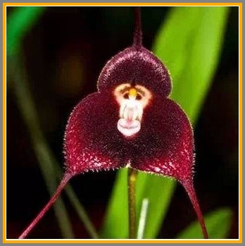 Yup. Another monkey-faced orchid.