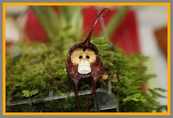 Here's yet another monkey-faced orchid.