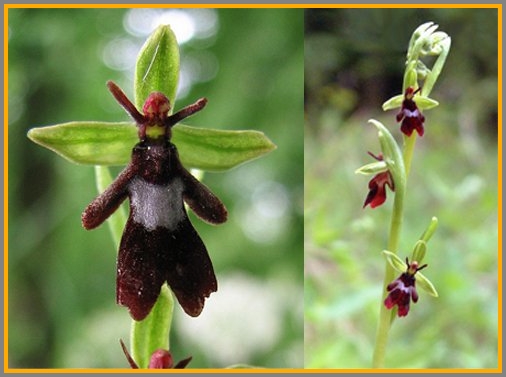 A fly orchid.