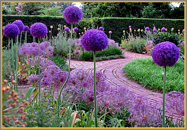 These giant purple allium look like something you'd find straight out of a Dr. Seuss book!
