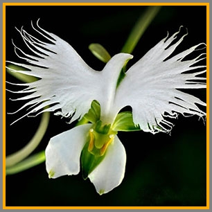 A flower that looks just like an egret!