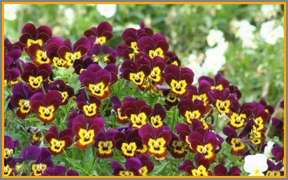 Cute laughing pansies.