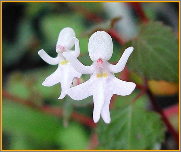 Here's an impatiens, looking an awful lot like a dancing girl in white.