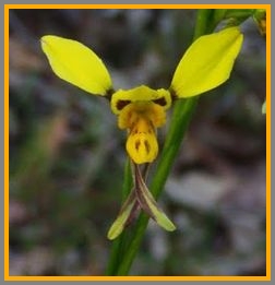 This flower looks like a large-eared yellow deer.