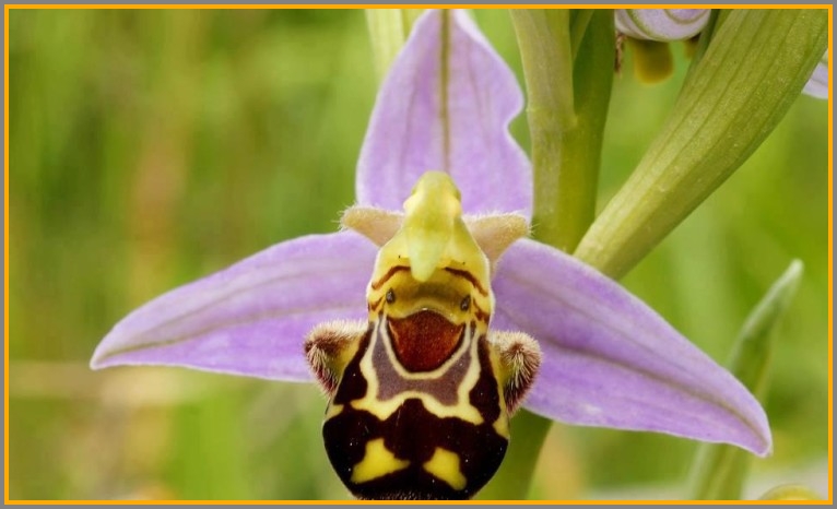 Here's a laughing bumblebee orchid.
