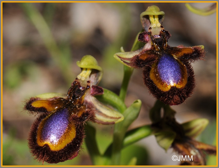 Here's another insect-resembling variety of orchid!