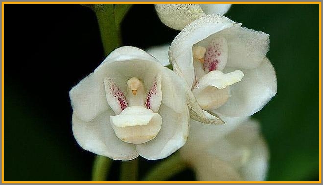 This looks like tiny white birds cradled in their little flower-shelters.