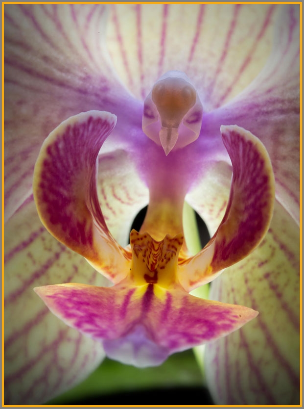 This is a pink moth orchid, which looks inside like a tiny bird.