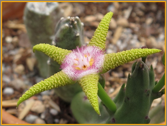 Looks like a starfish, but it's a plant.